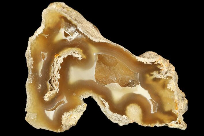 Agatized Fossil Coral Geode - Florida #187970